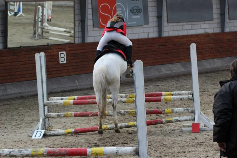 Gråsten rideskole D.23-3-2014 billede 6