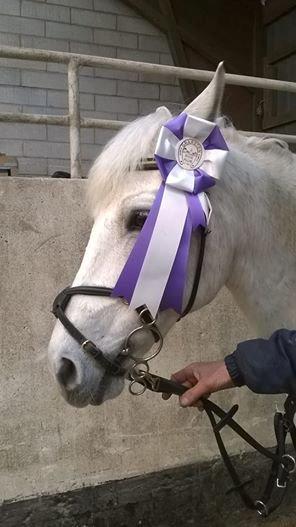 Gråsten rideskole D.23-3-2014 billede 14