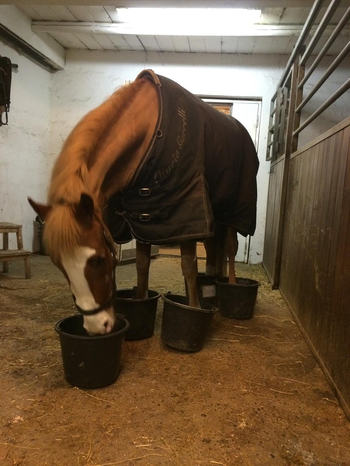 Hygge Pølse Diverse hest - Fotos fra >>Louise