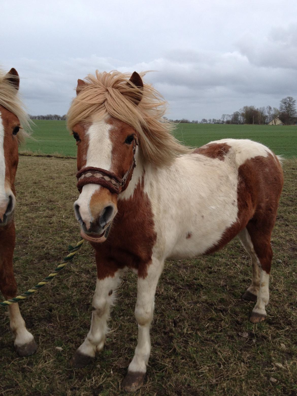 RIP Grøn Tuborg billede 4