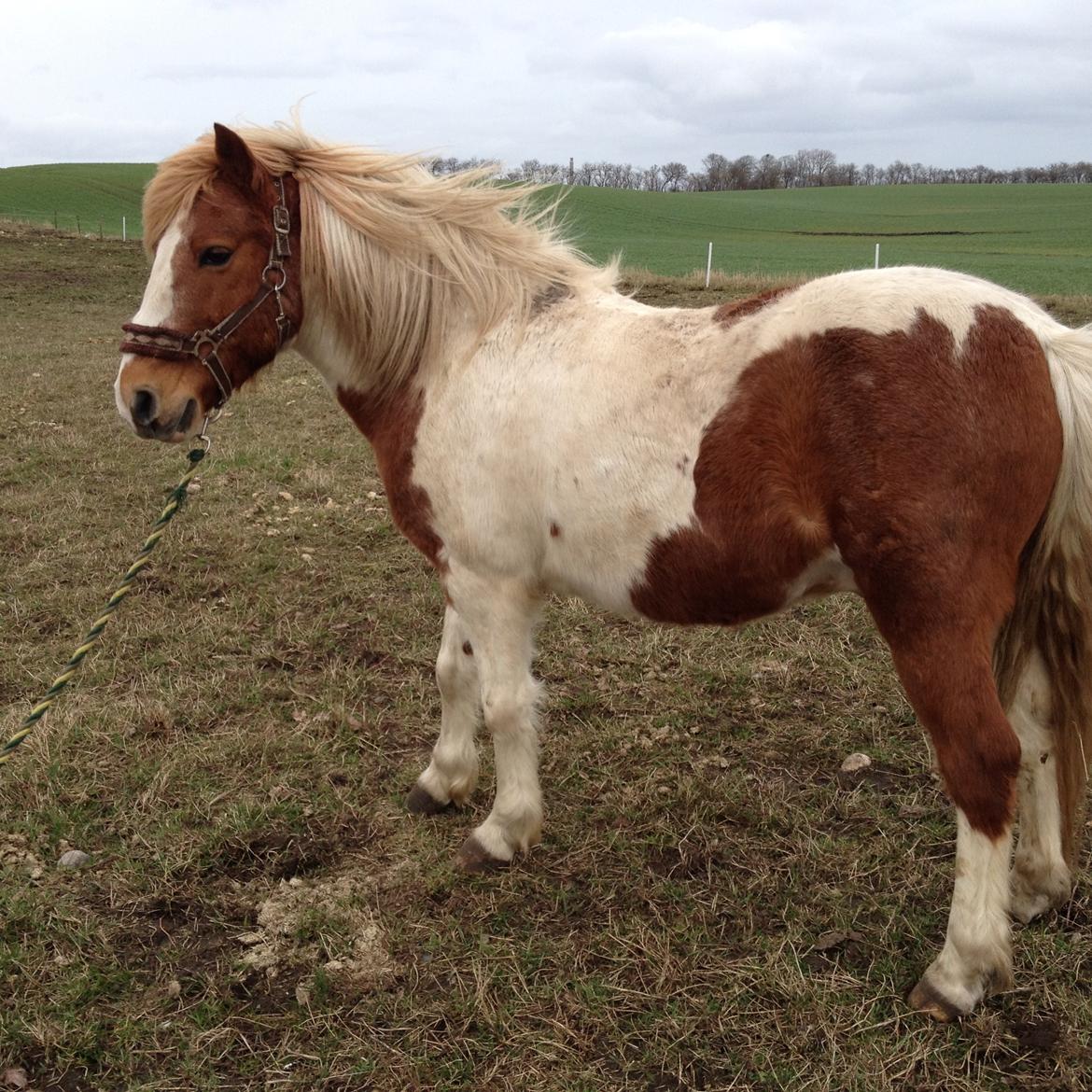 RIP Grøn Tuborg billede 13