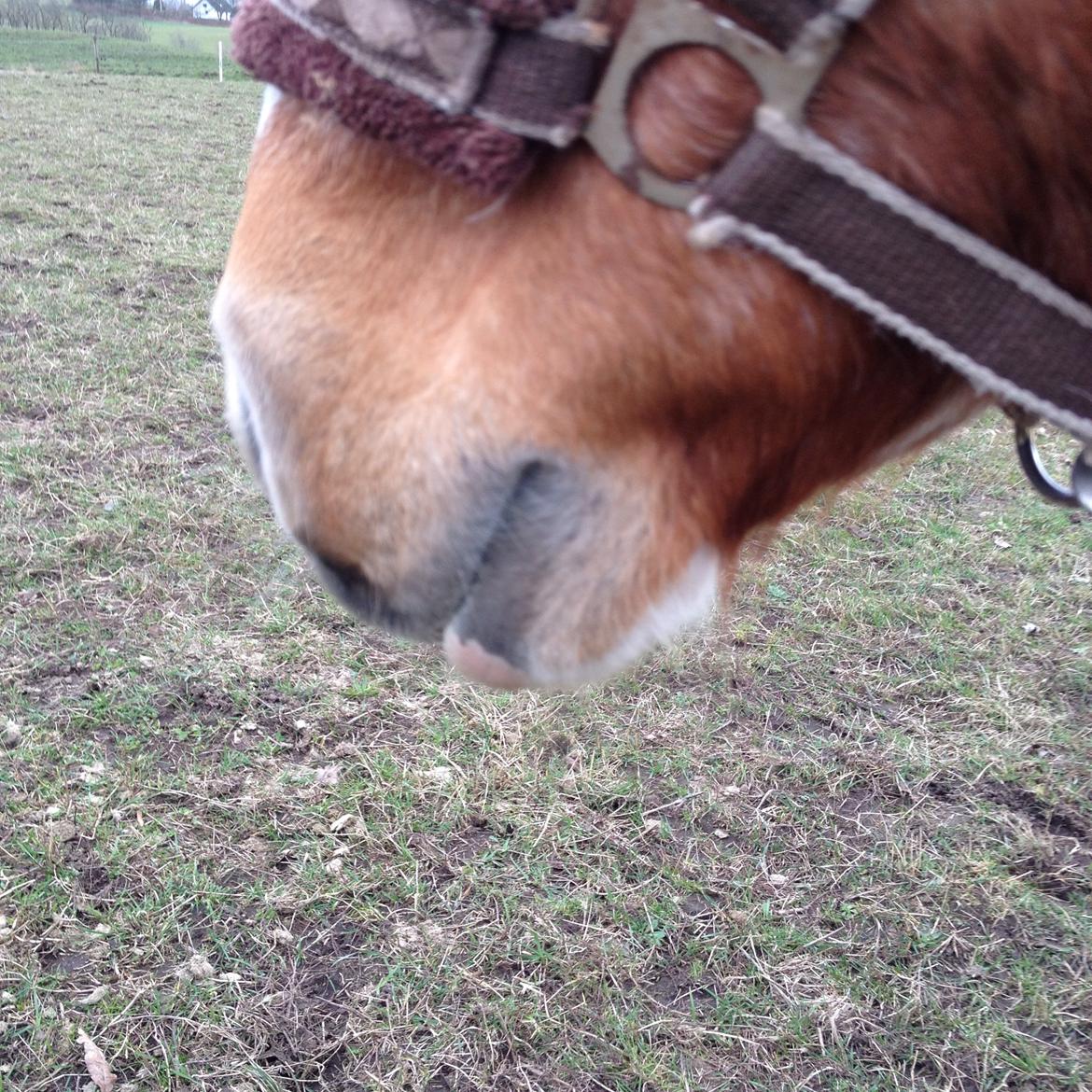 RIP Grøn Tuborg billede 16