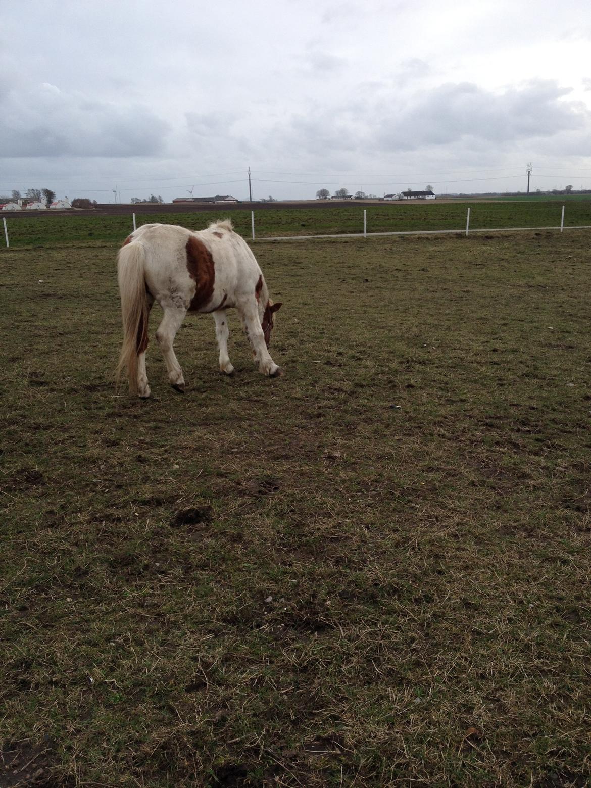 RIP Grøn Tuborg billede 17