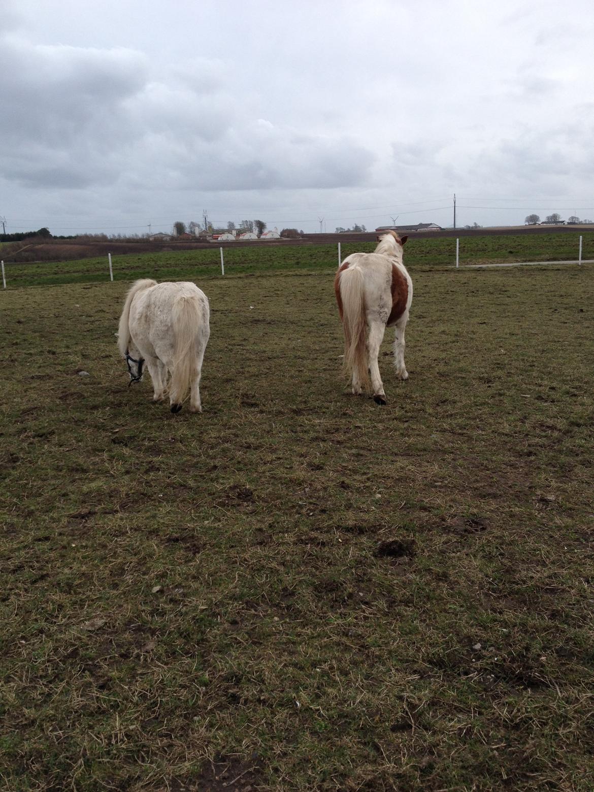 RIP Grøn Tuborg billede 18