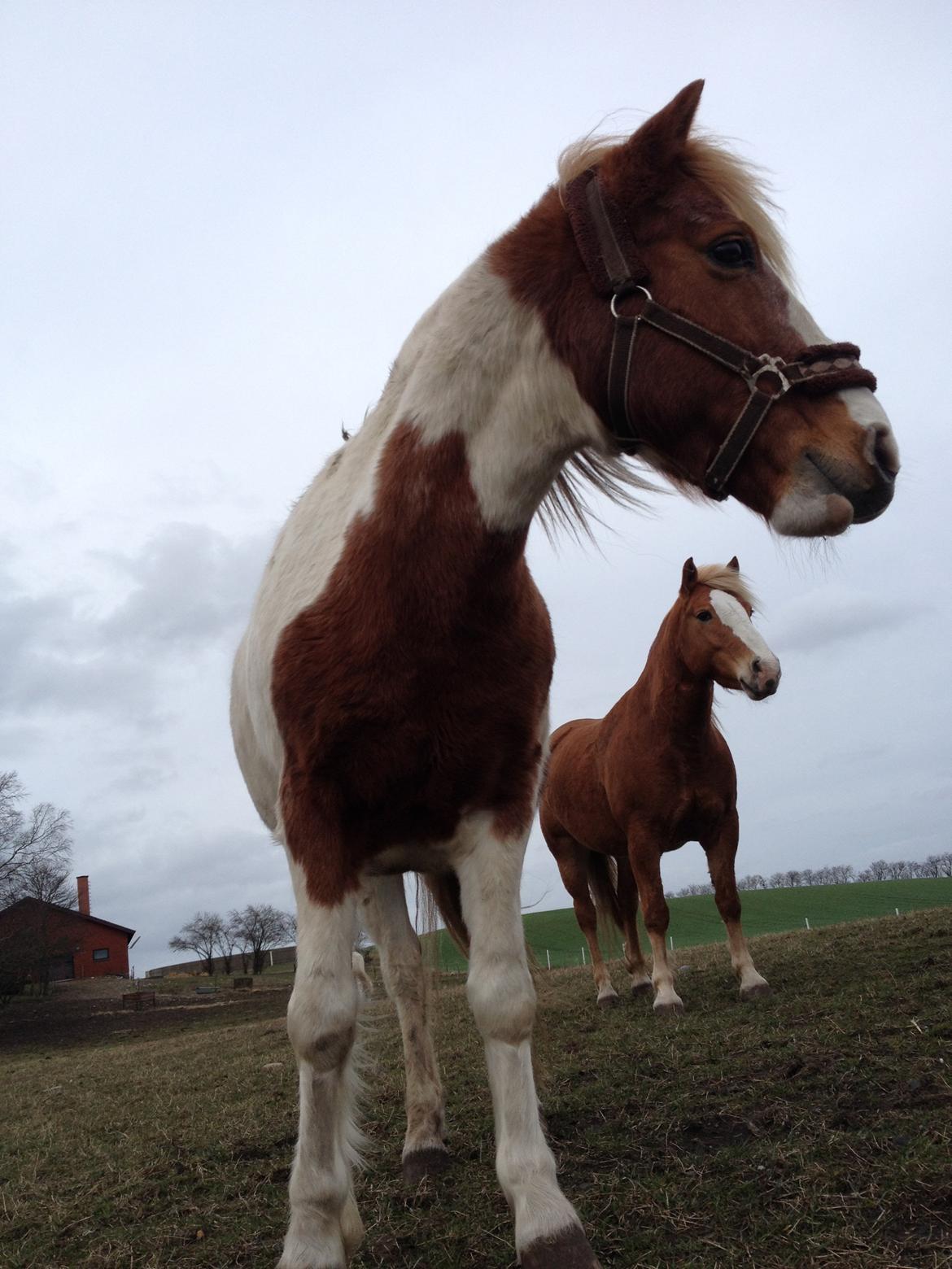 RIP Grøn Tuborg billede 24