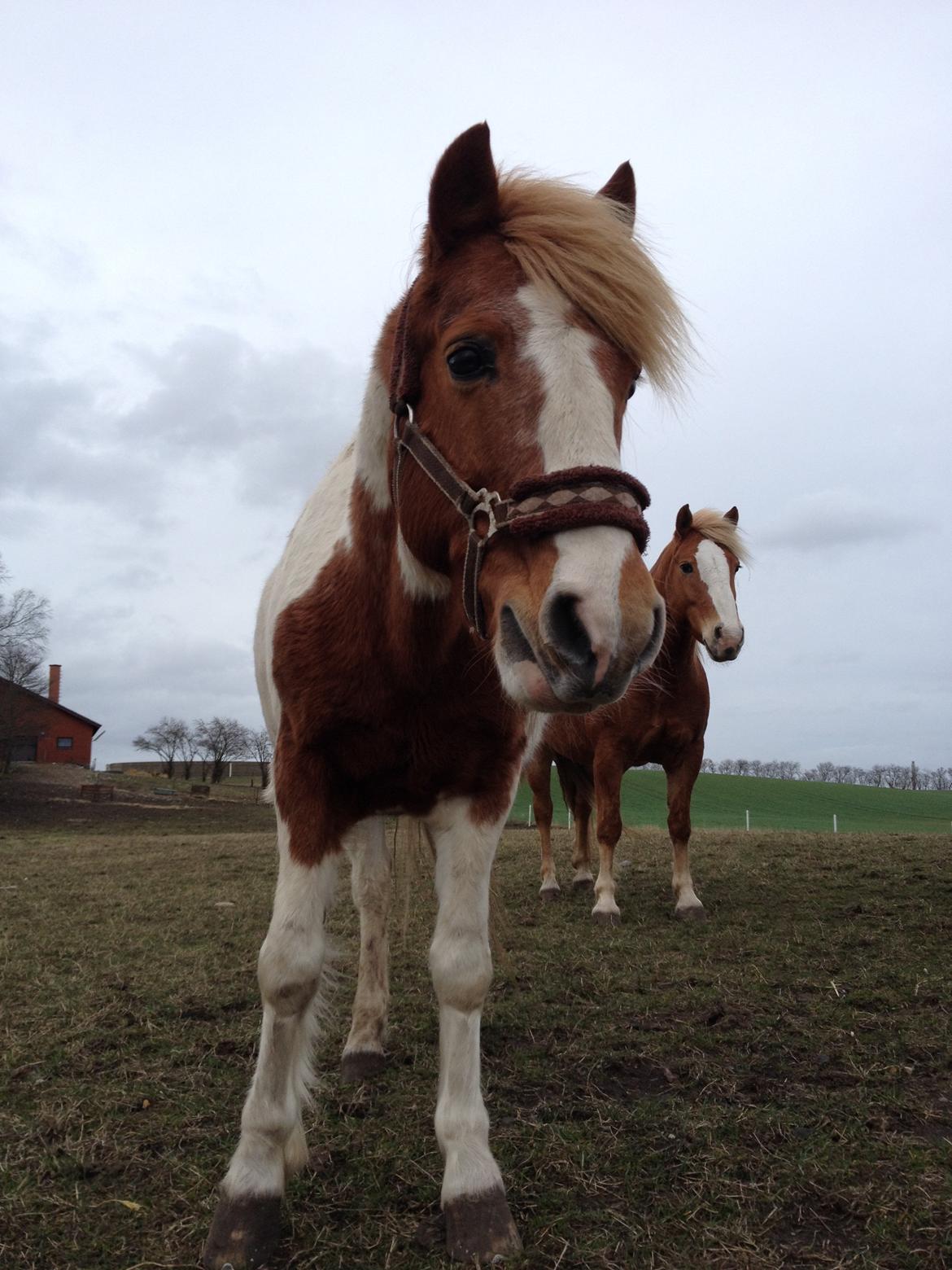 RIP Grøn Tuborg billede 26