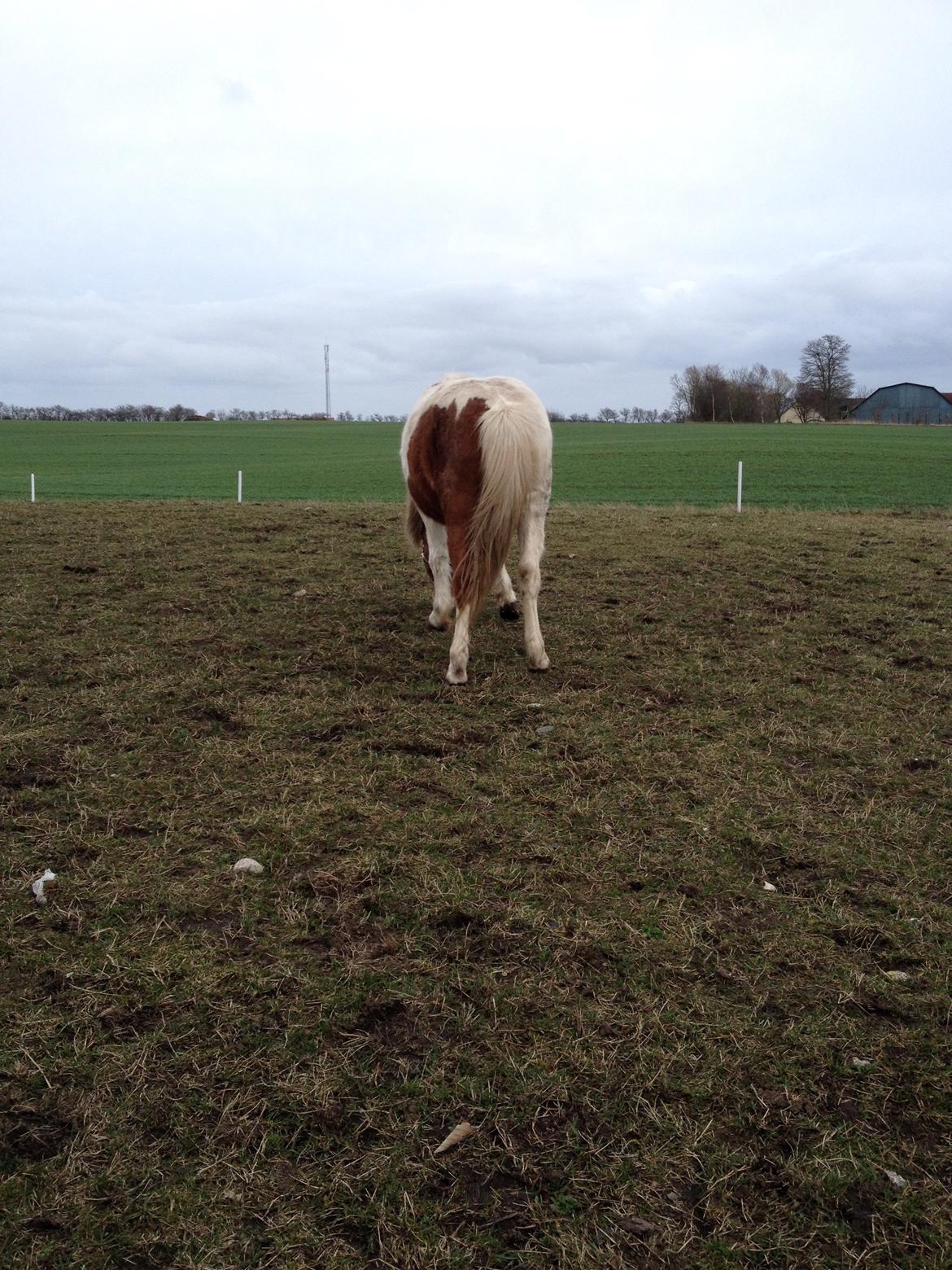 RIP Grøn Tuborg billede 27