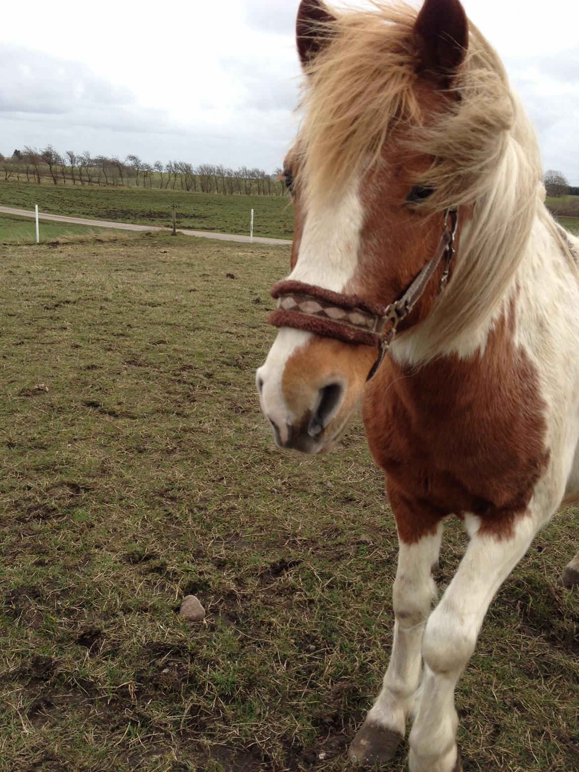 RIP Grøn Tuborg billede 29