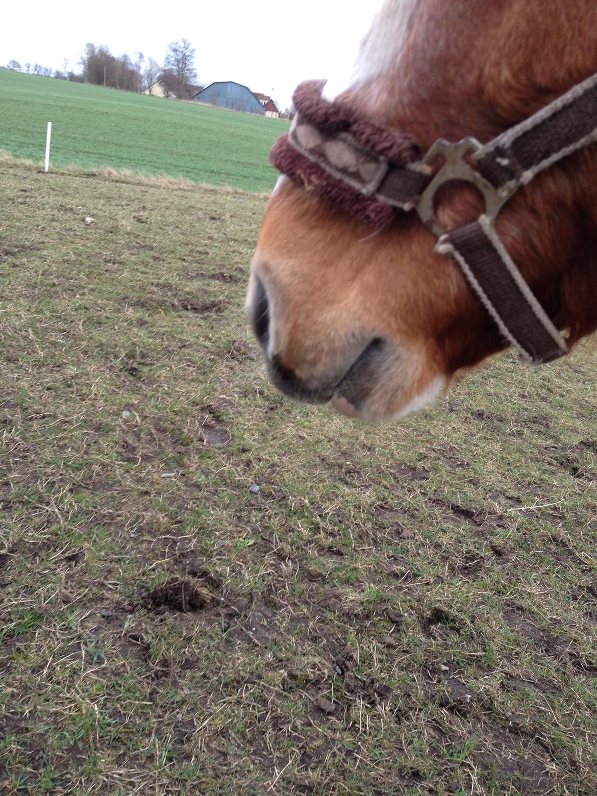 RIP Grøn Tuborg billede 30