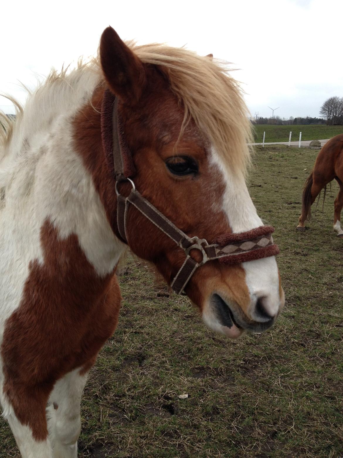 RIP Grøn Tuborg billede 32