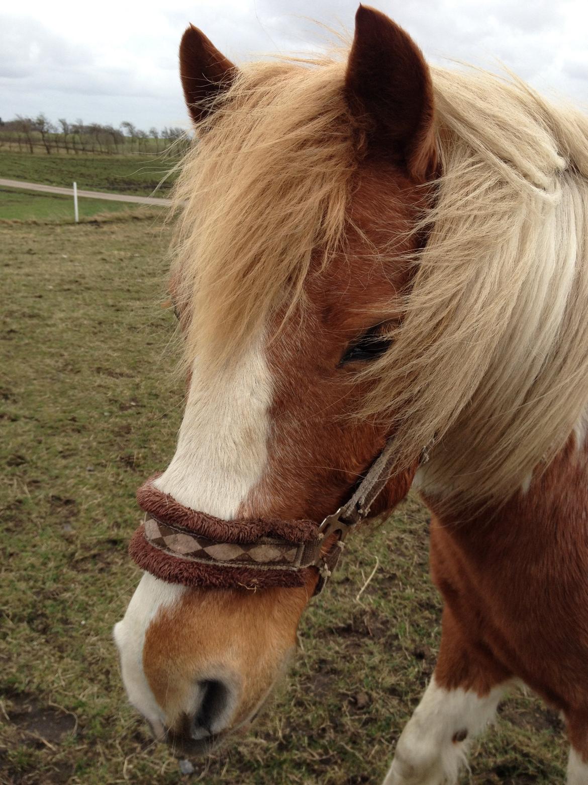 RIP Grøn Tuborg billede 33