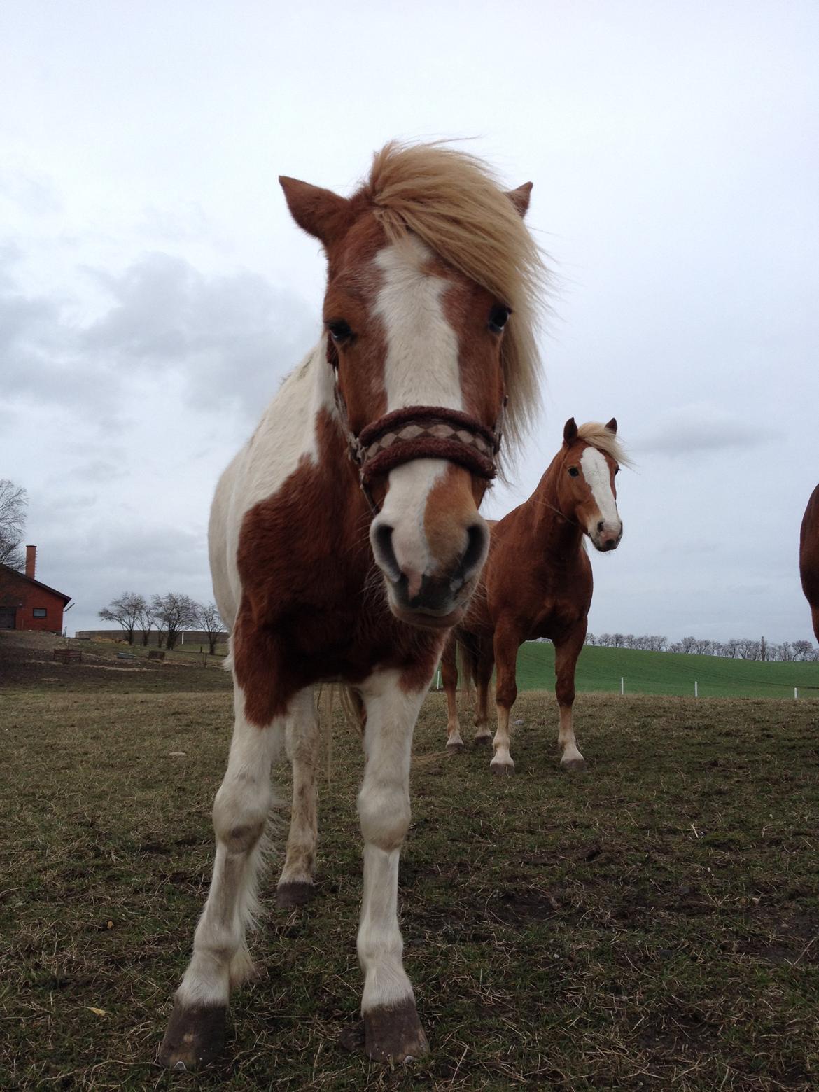 RIP Grøn Tuborg billede 25