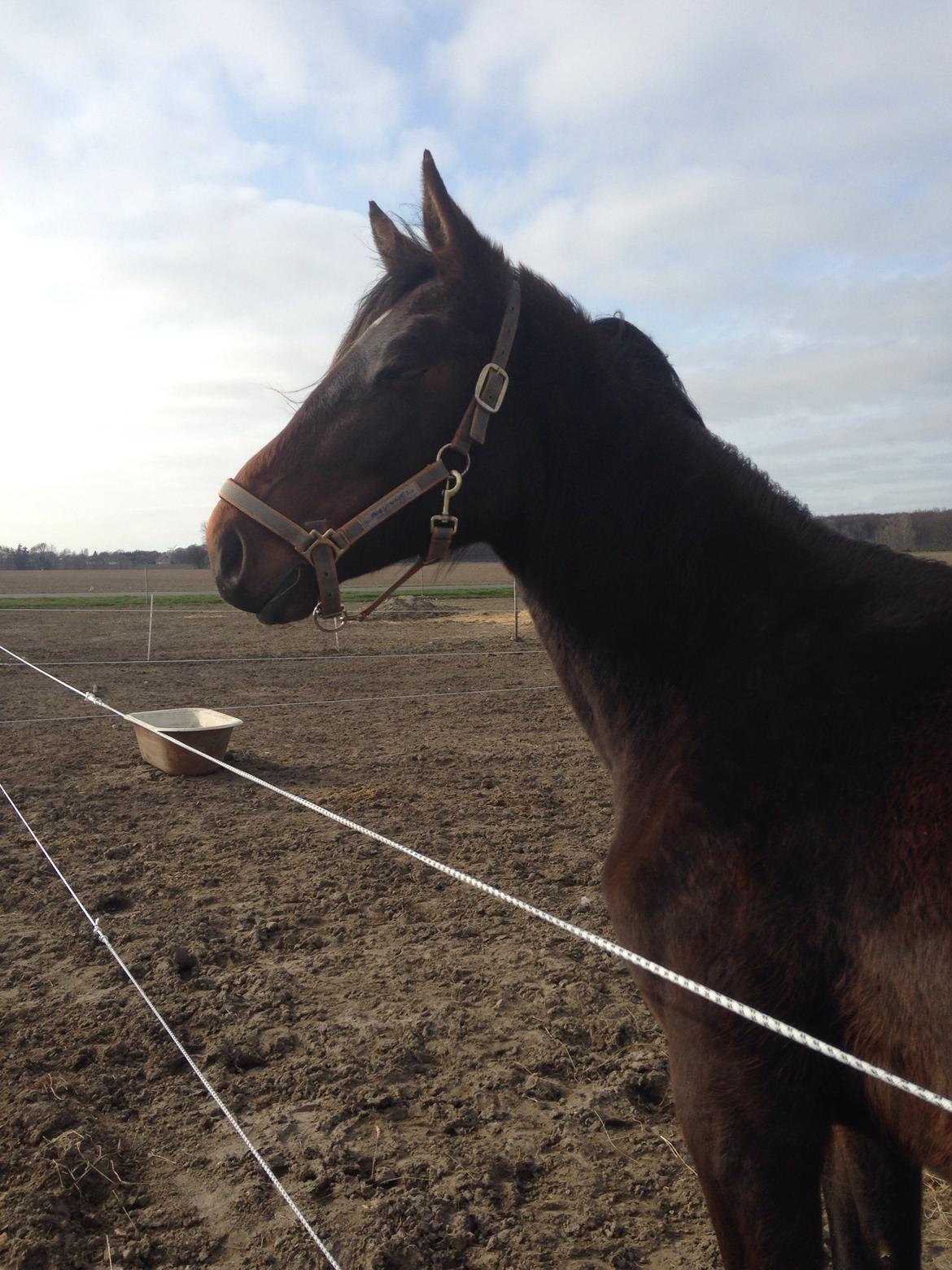 Projekt grim ælling til smuk svane  billede 18