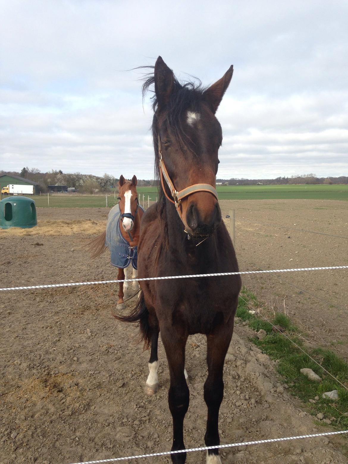 Projekt grim ælling til smuk svane  billede 17