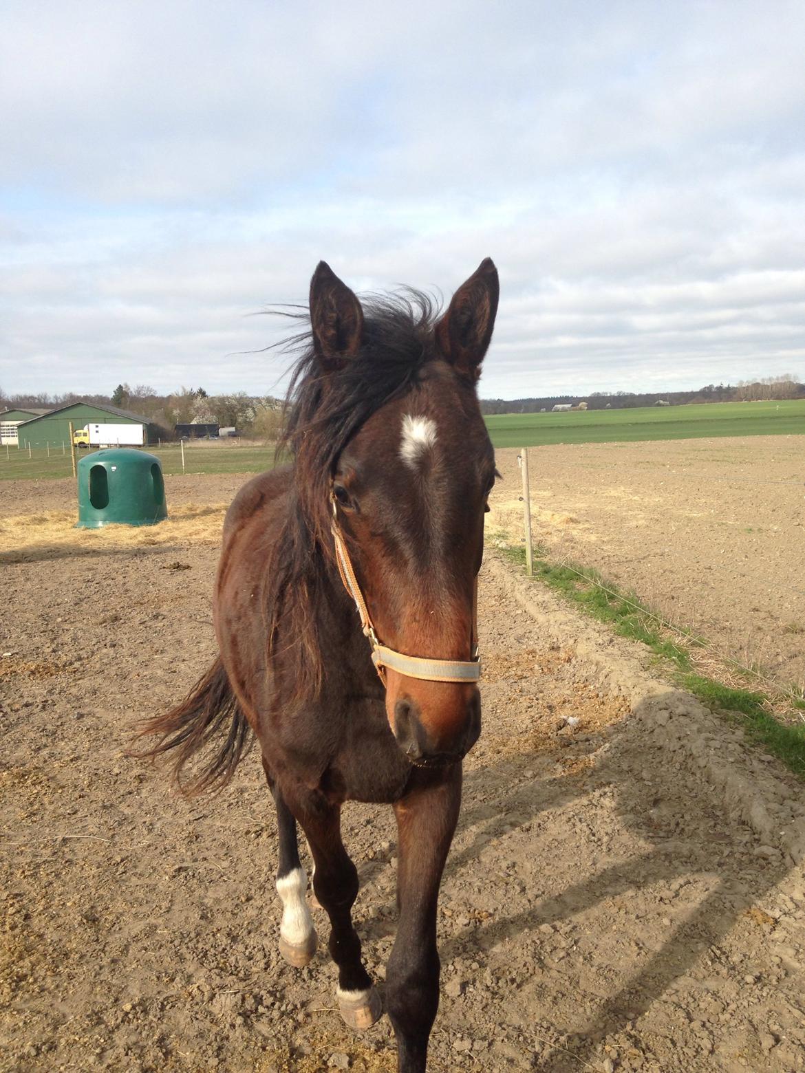 Projekt grim ælling til smuk svane  billede 16