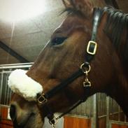 Maggie min "lille" hest <3