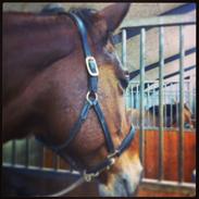 Maggie min "lille" hest <3