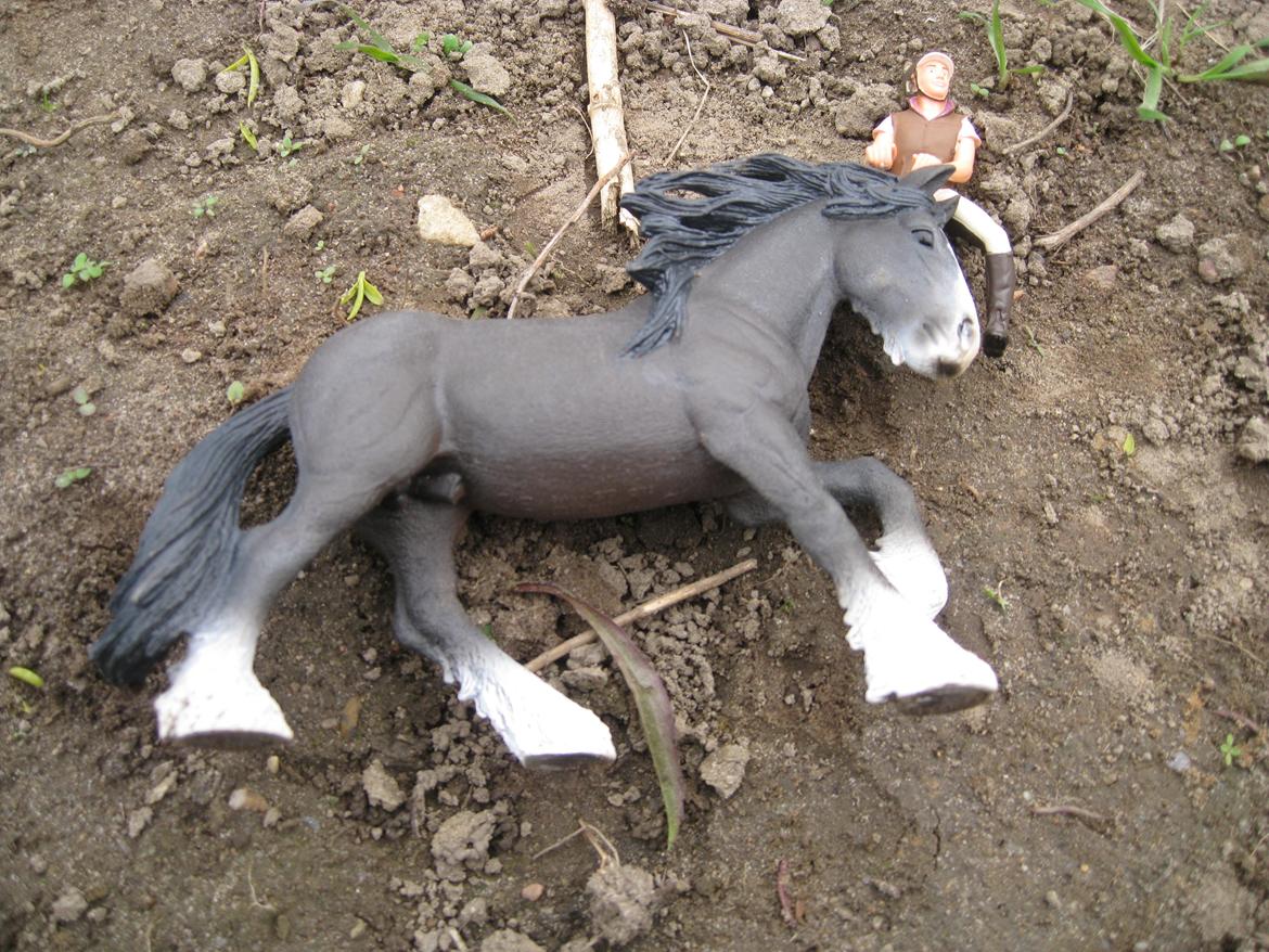 [Schleich] Shire Volume - Mig & Volume hygger på jord folden. Der kommer snart flere & bedre billeder efter som han går løs drift ind til vi flytter til stutteri Milano. billede 15