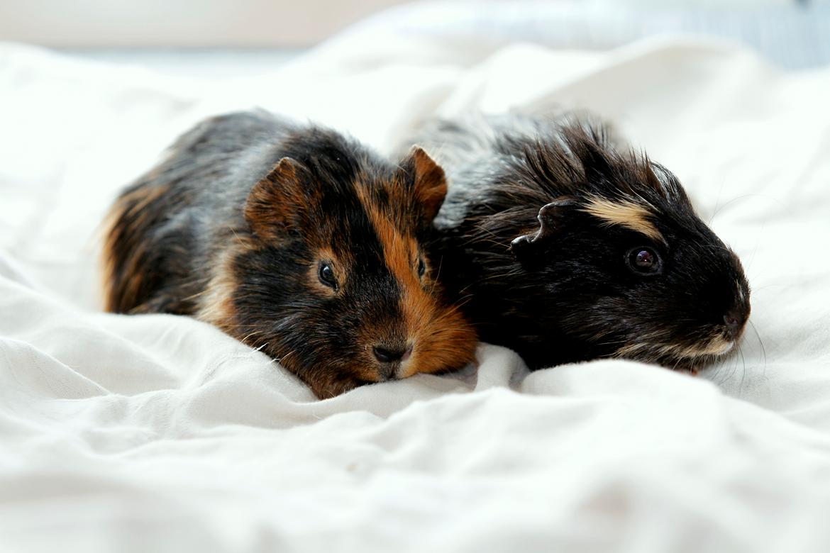 hjemmelavet Marsvine bur billede 14