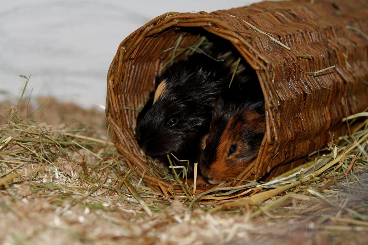 hjemmelavet Marsvine bur billede 13