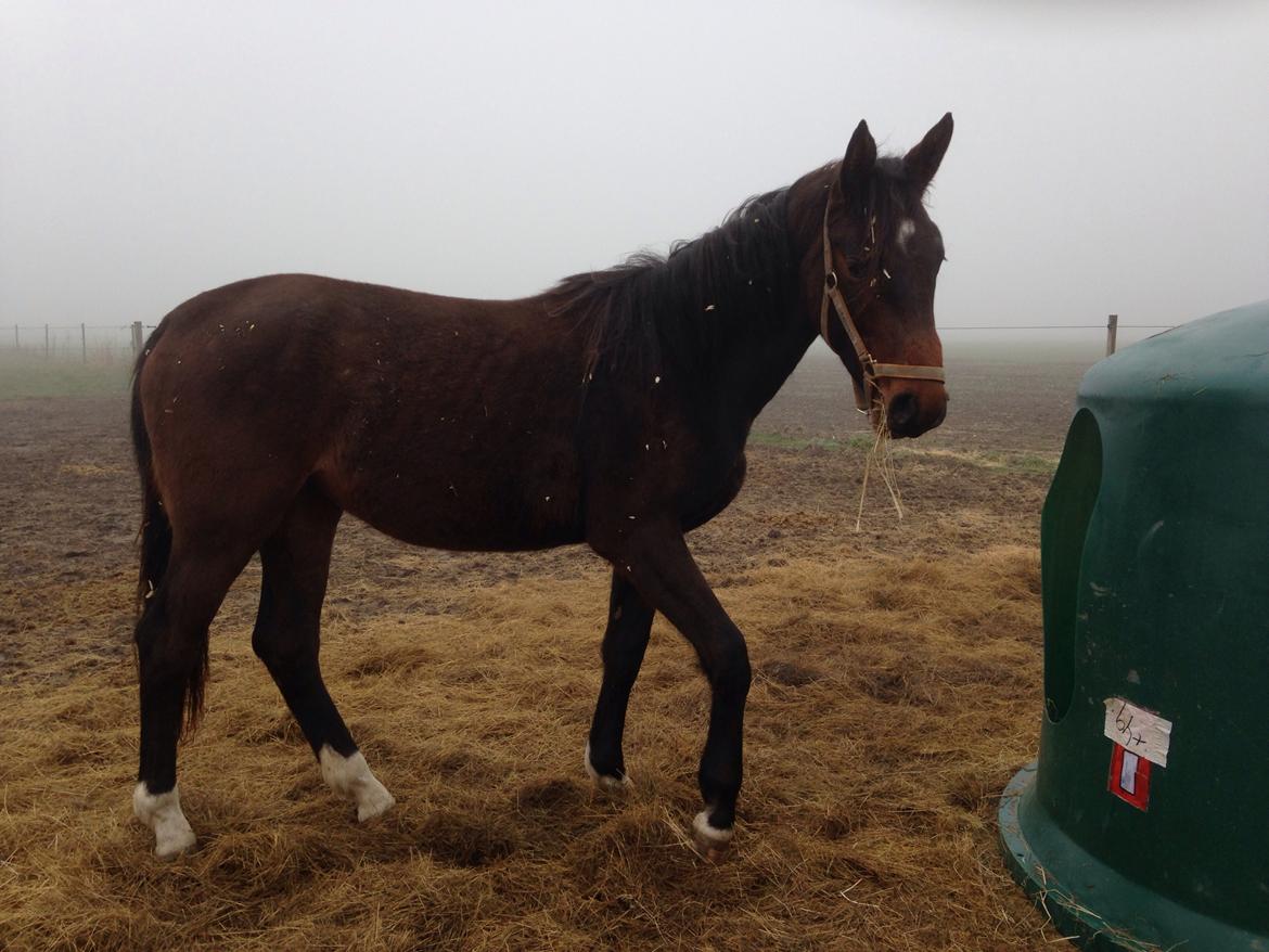 Projekt grim ælling til smuk svane  billede 15