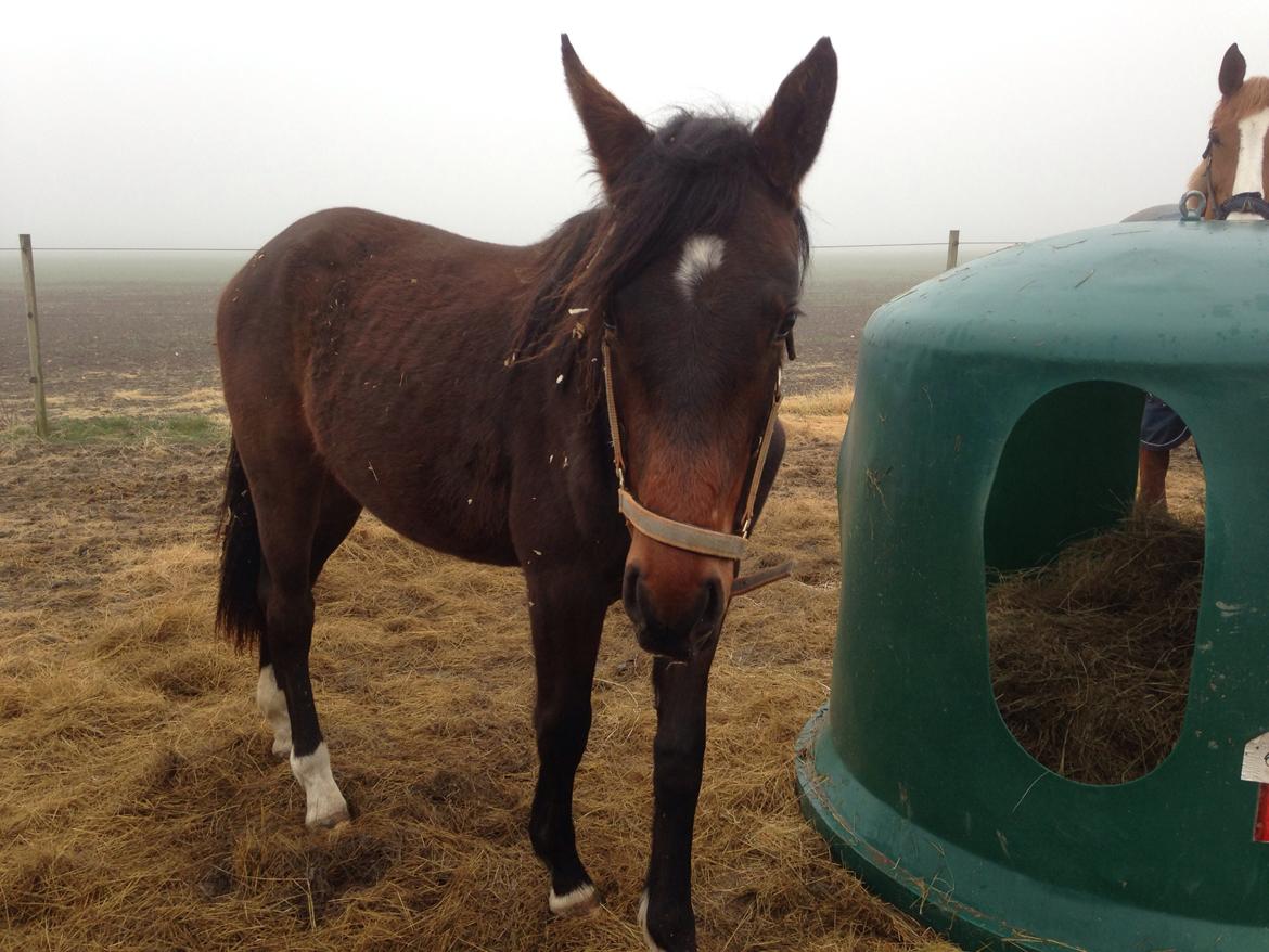 Projekt grim ælling til smuk svane  billede 14