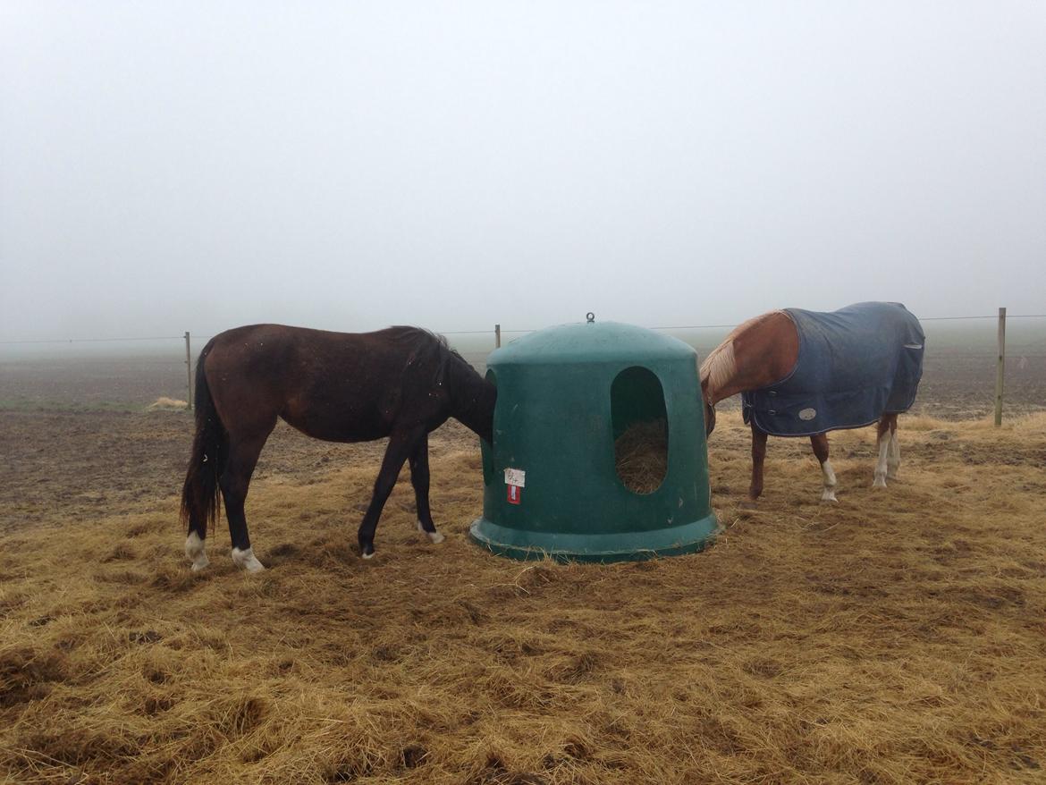 Projekt grim ælling til smuk svane  billede 13
