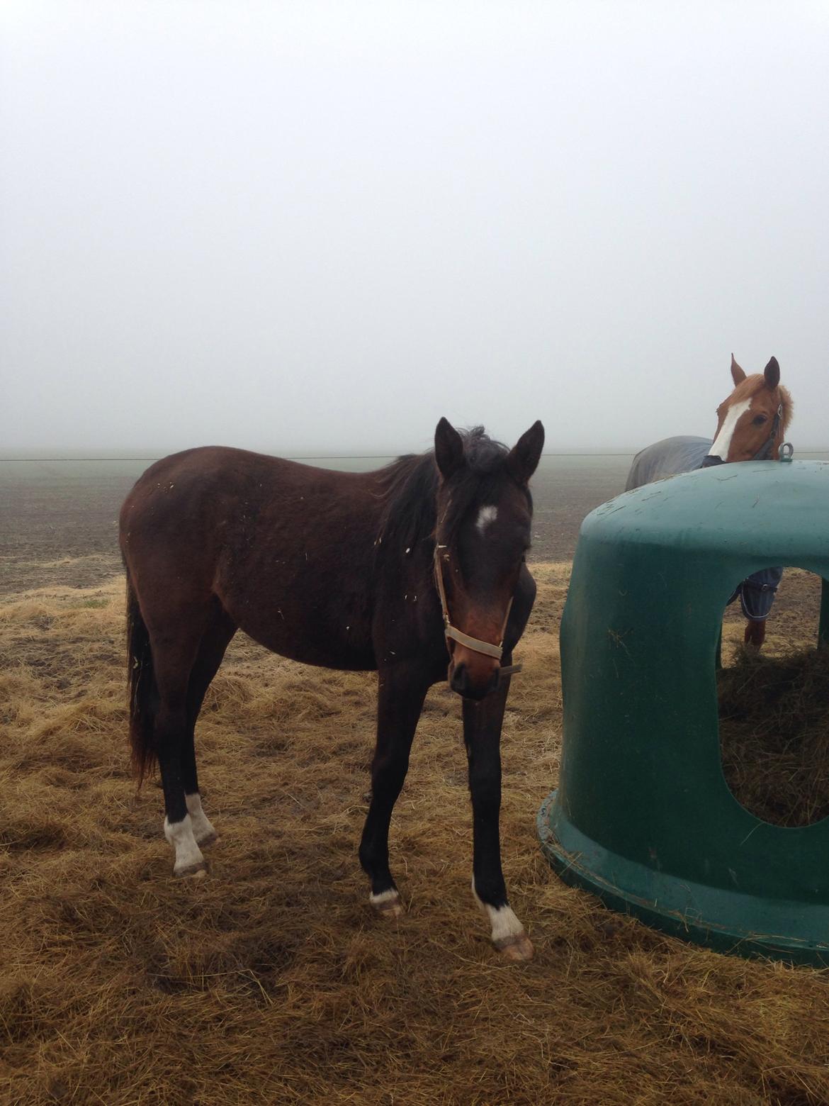 Projekt grim ælling til smuk svane  billede 12