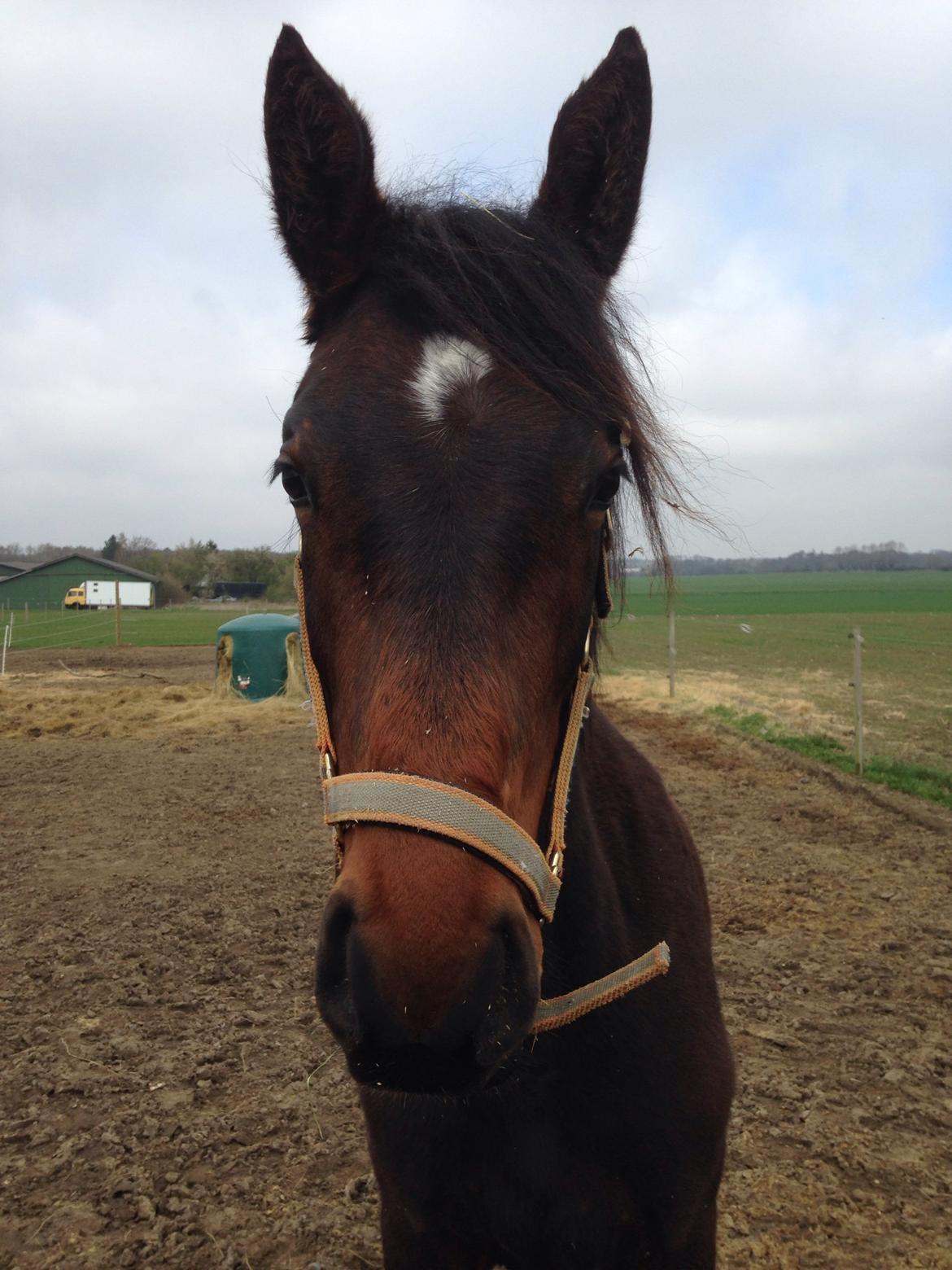Projekt grim ælling til smuk svane  billede 11