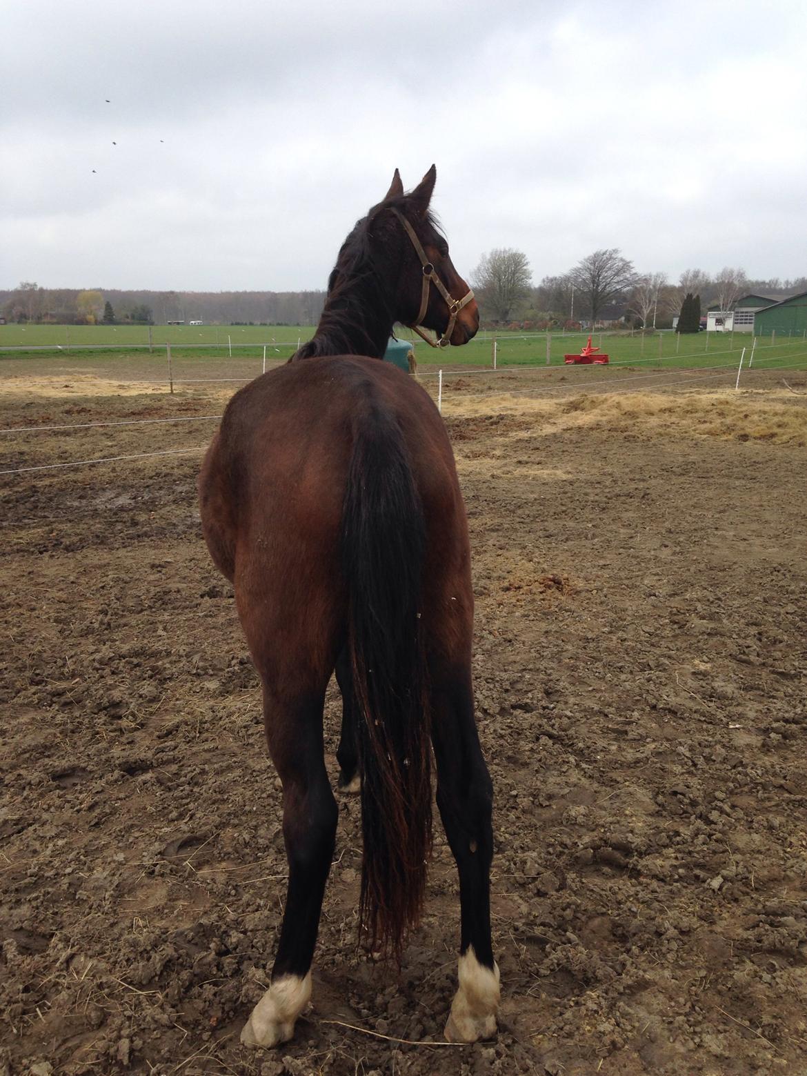 Projekt grim ælling til smuk svane  billede 10