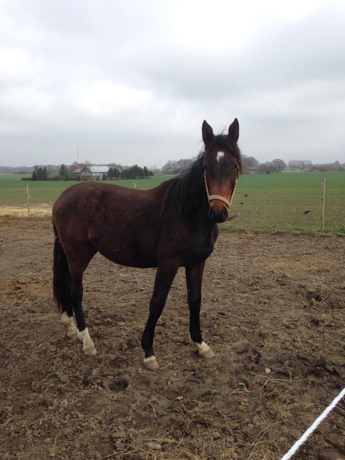 Projekt grim ælling til smuk svane  billede 9