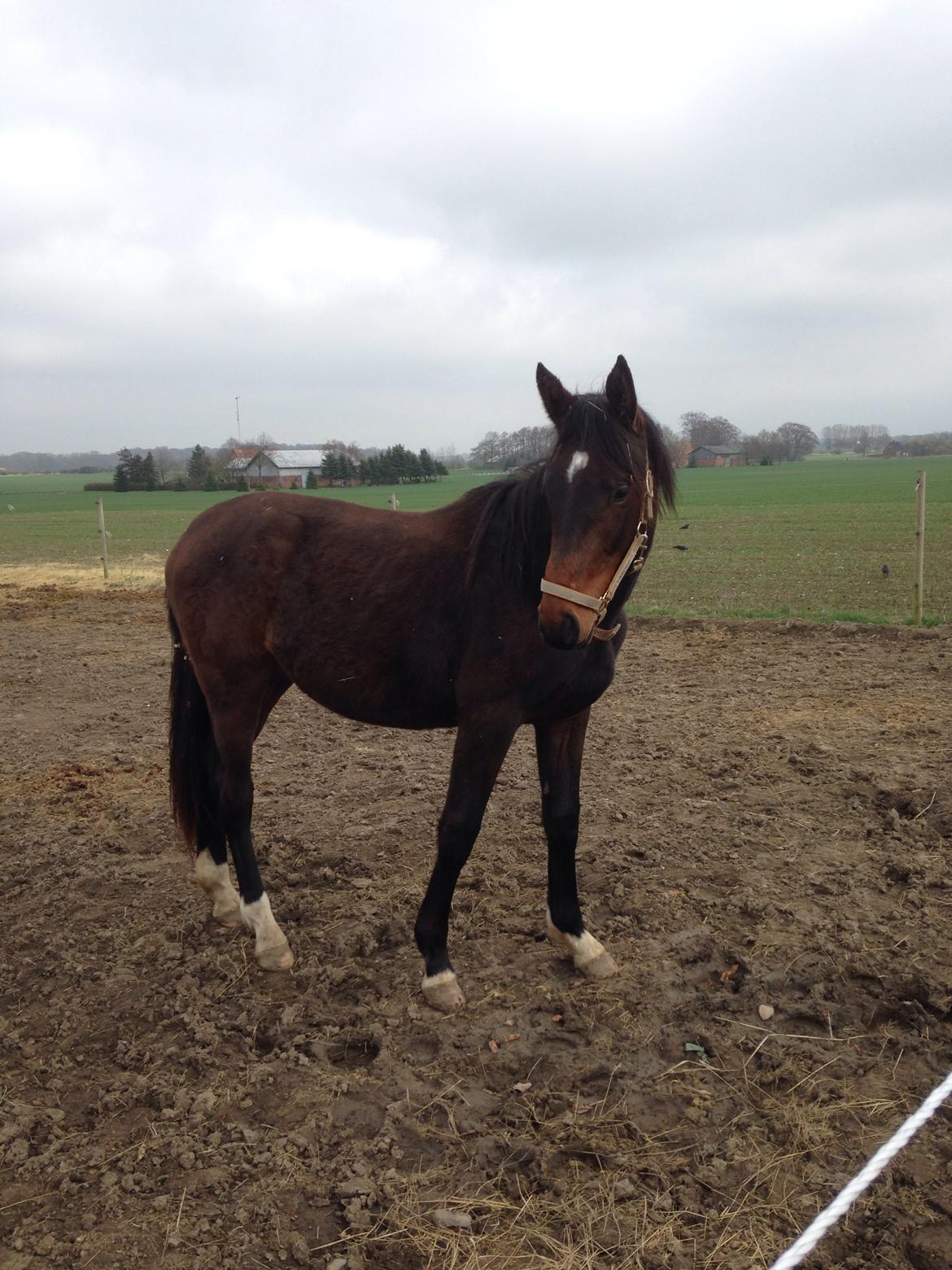 Projekt grim ælling til smuk svane  billede 8