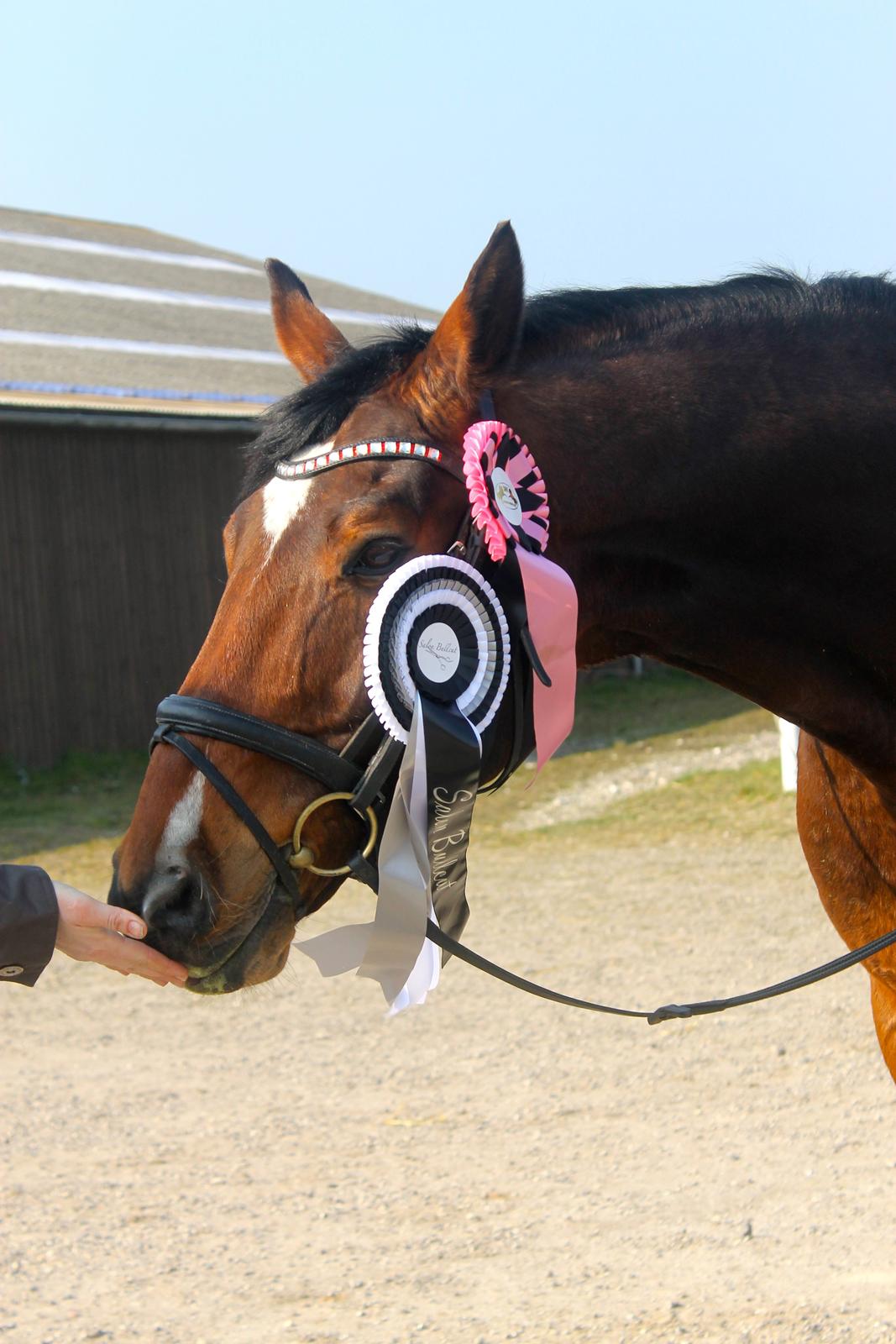 SRK spring stævne LA billede 9