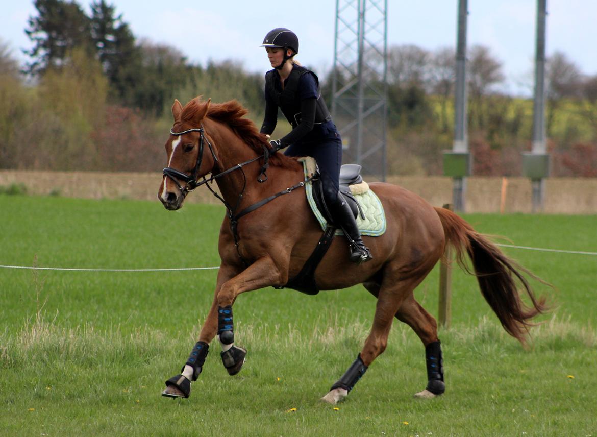 Terrænridning og Subaru Cup |  Emma Lindgreen Photography billede 27