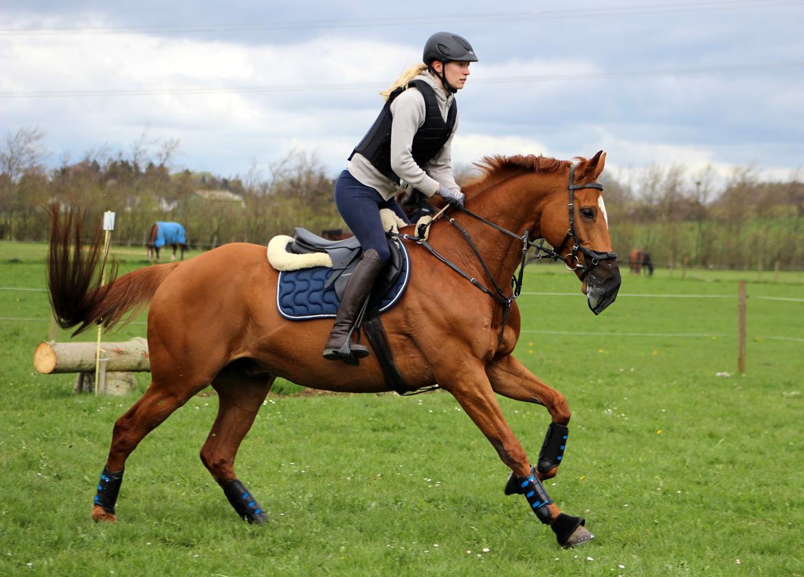 Terrænridning og Subaru Cup |  Emma Lindgreen Photography billede 29
