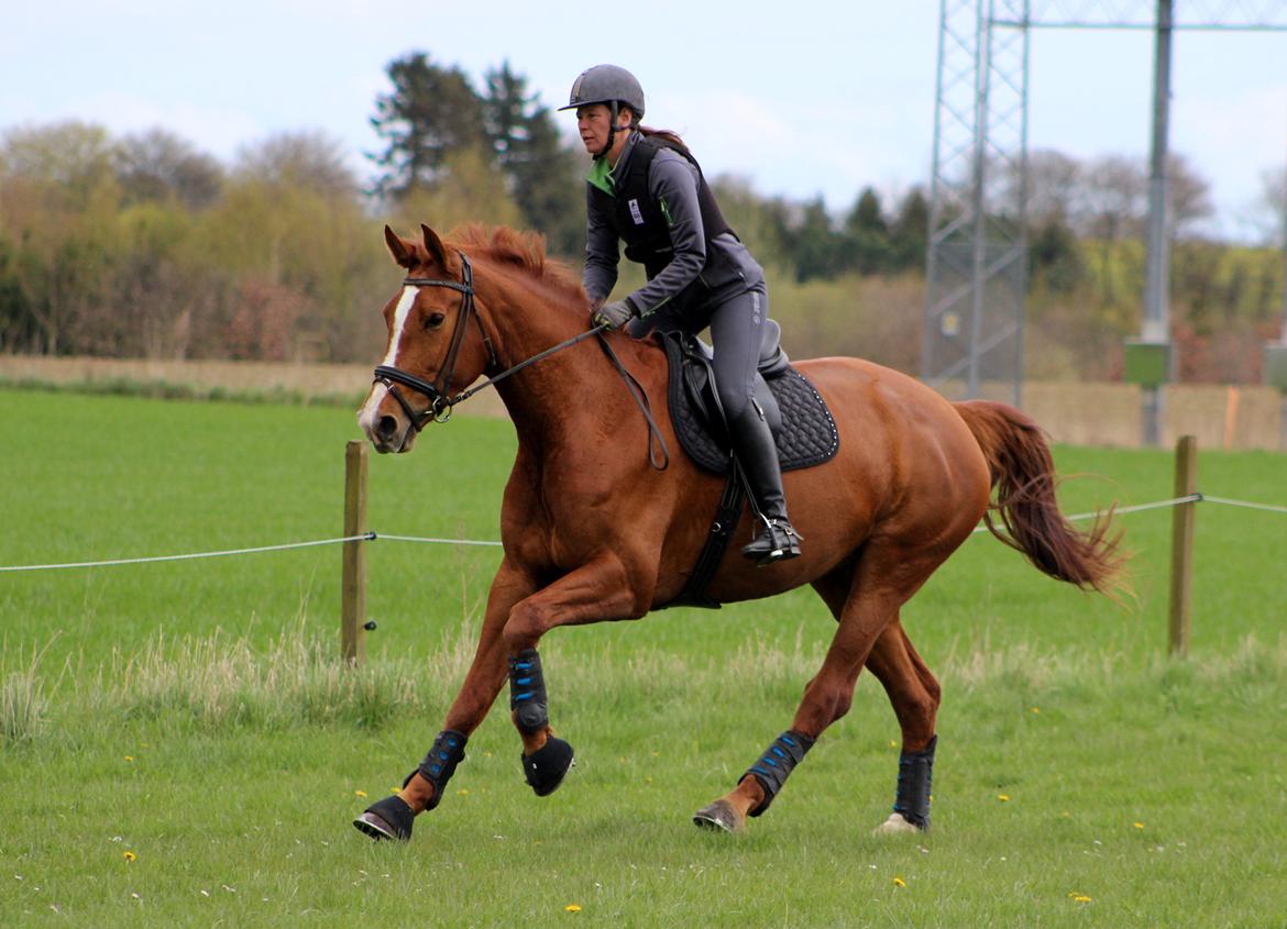 Terrænridning og Subaru Cup |  Emma Lindgreen Photography billede 30