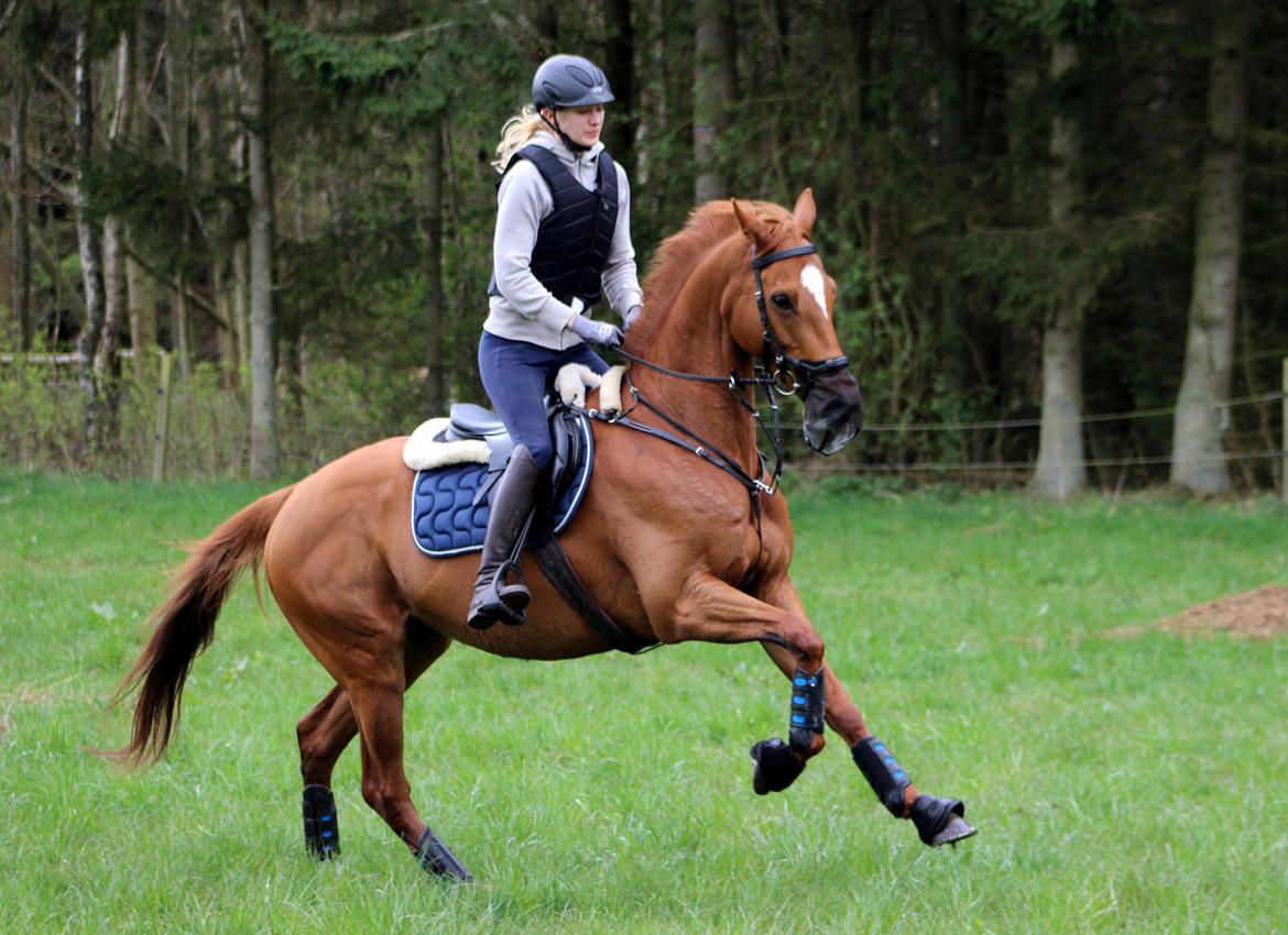 Terrænridning og Subaru Cup |  Emma Lindgreen Photography billede 52