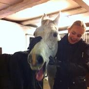 Min elskede hest Gizmo ????