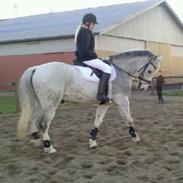 Min elskede hest Gizmo ????