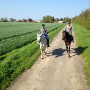 Min elskede hest Gizmo ????