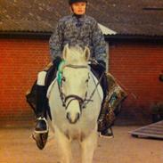 Min elskede hest Gizmo ????