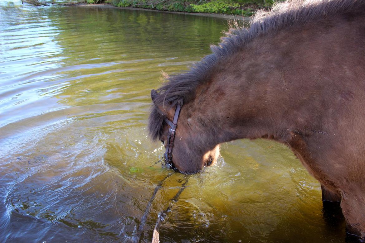 HNIE 13/14  billede 14