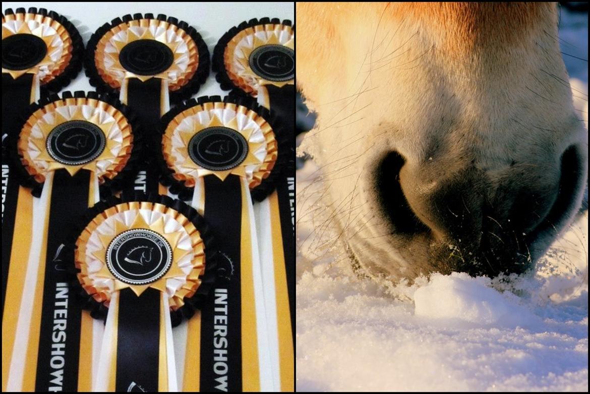 Mine Intershowhorse rosetter :-) - "Bedste alternative vinkel" 4 plads med Højgaards Induc, februar 2013! Dommerns kommenatar: Flot 	alternativ 	vinkel 	af 	mulen 	som	 søger 	
efter 	en 	lille 	snak 	i 	den	 sne beklædte 	jord,	
flot 	skarpt 	billede 	med 	super 	stemning 	i 	
solen, 	og 	dejlig 	mule. 	kom 	helt	 til	 at	 tænke	
 på	 en	 af	 de	 små	 dejlige	 sæl	unger 	man	 ser	
 på	 postkort. billede 2