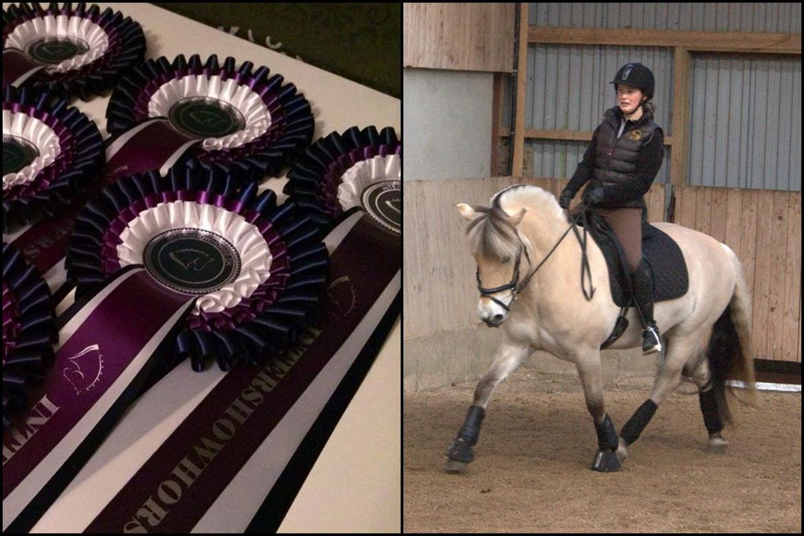 Mine Intershowhorse rosetter :-) billede 6