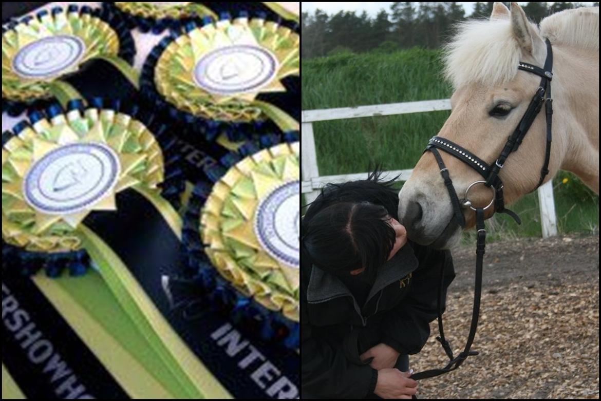 Mine Intershowhorse rosetter :-) - "Min stjerne på himlen" 7 plads med Odin Kaptain, Oktober 2012! Dommerens kommentar: Sødt	 sødt	 billede,	 han	 ligner	 en	 der	 bare	 kunne	 hver	 dag	 til	 en 	
fantastisk 	dag,	 han 	ser	 SÅ	 sød	 ud,	 dejligt	 billede	 der	 må	 være	 skønt	 at	
 se	 tilbage 	på	 :-) billede 1