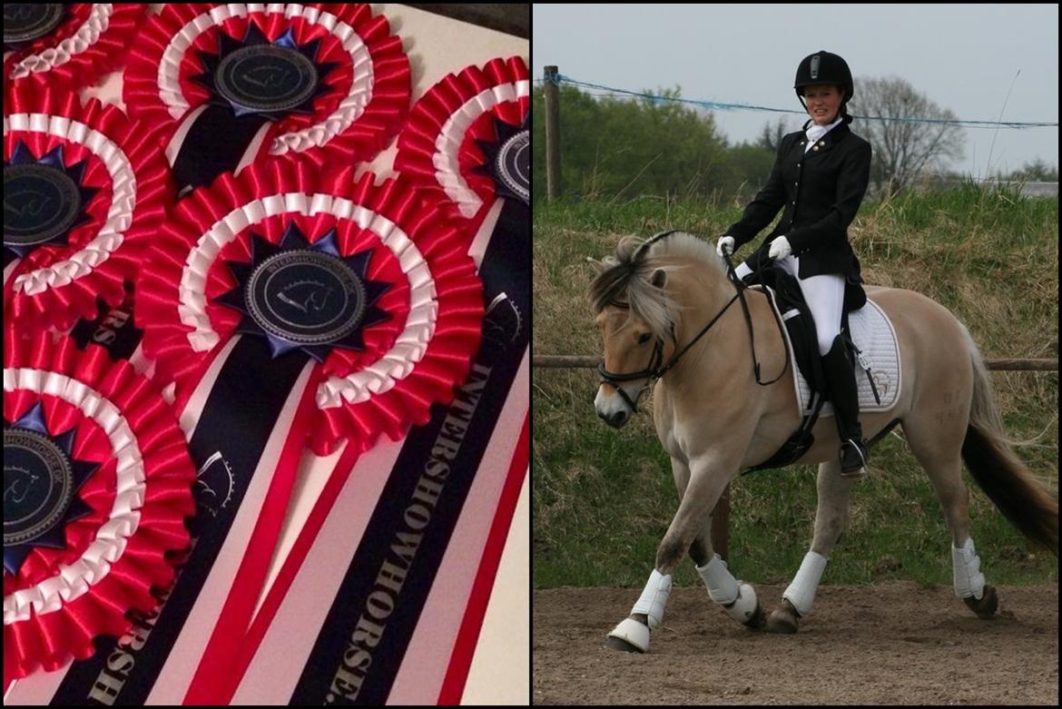 Mine Intershowhorse rosetter :-) - "Smukkeste dressurbilled" 8 plads med Højgaards Induc, December 2013! Dommerens kommentar: Skøn 	pony,	i 	dyb	 koncentration ,	 pænt	
 trav moment,	og	 flot 	groomet,	godt	 skarpt	
billede billede 5