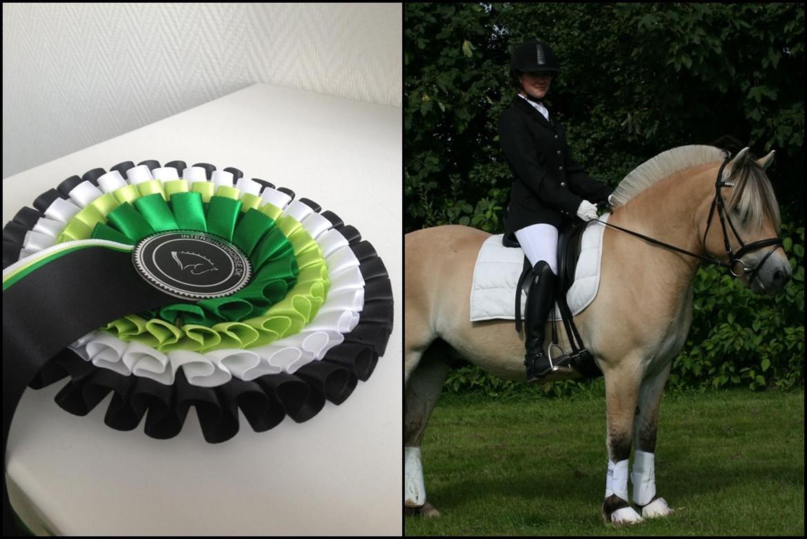 Mine Intershowhorse rosetter :-) -  "Tunge racer" 1 plads med Højgaards Induc, Marts 2013! Dommerens kommentar: En	 flot	 velplejet	 Fjordhest		. Pæn	 fremvisning.	
 Tillykke. billede 3