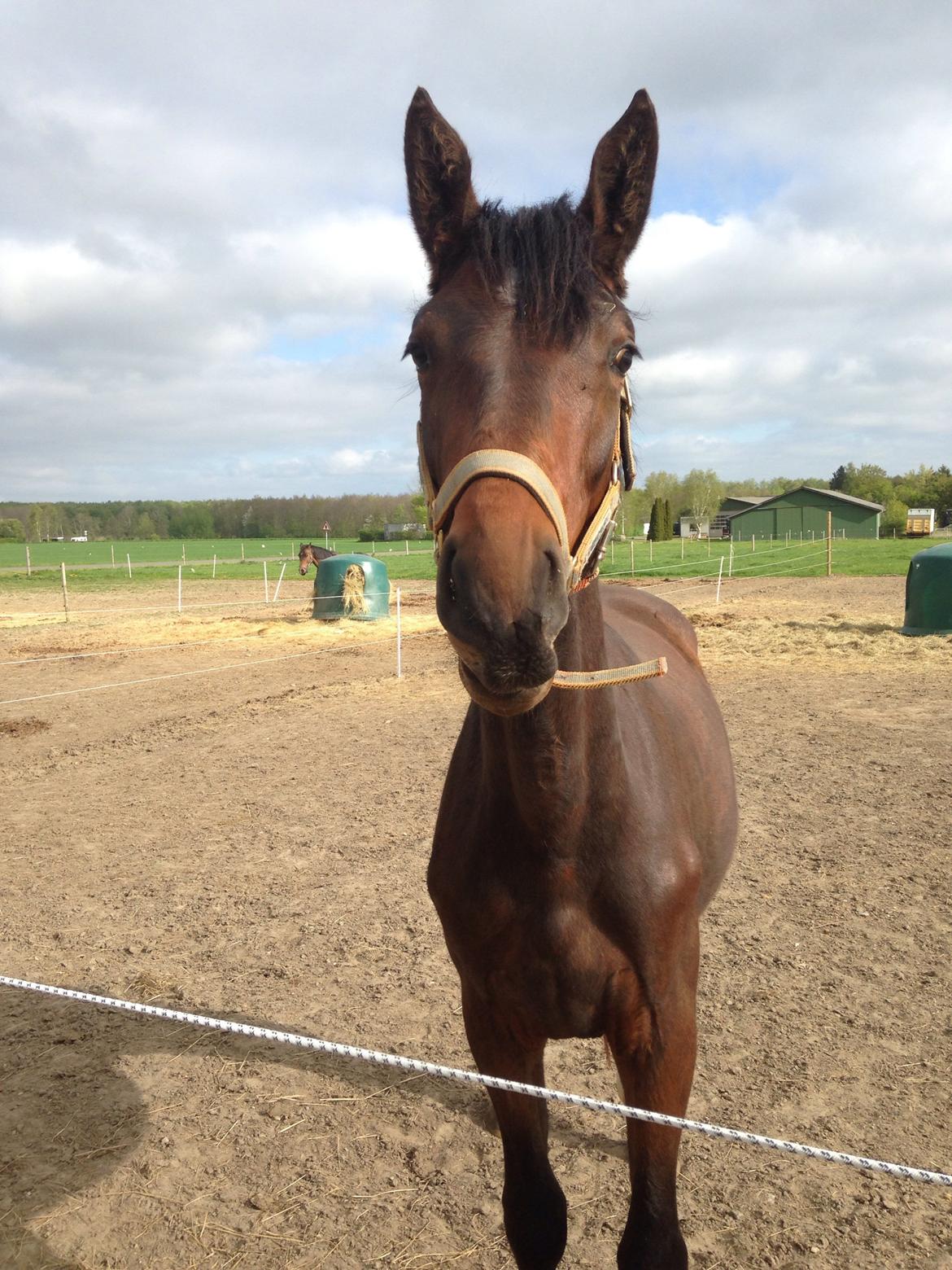 Projekt grim ælling til smuk svane  billede 5
