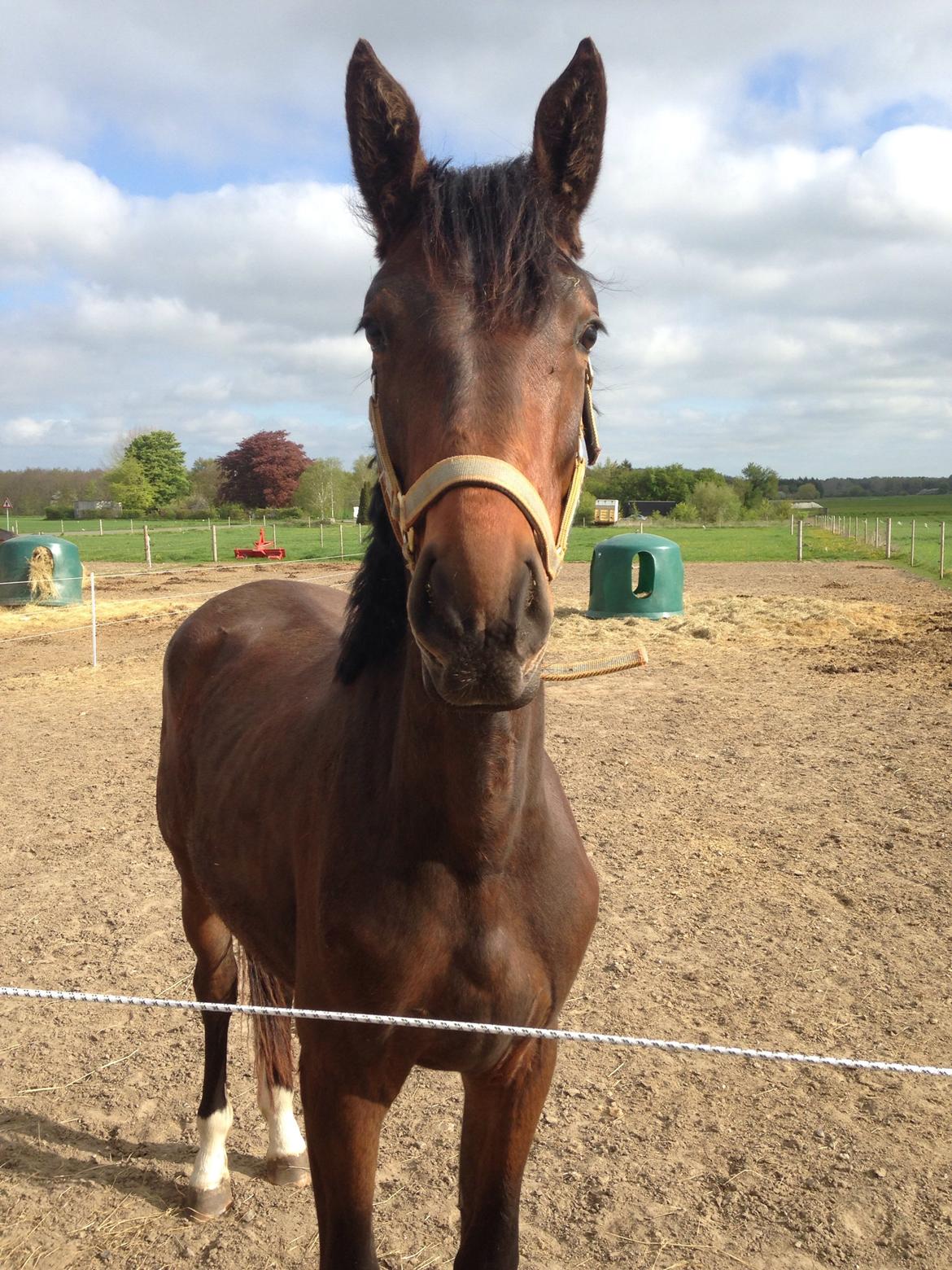 Projekt grim ælling til smuk svane  billede 7