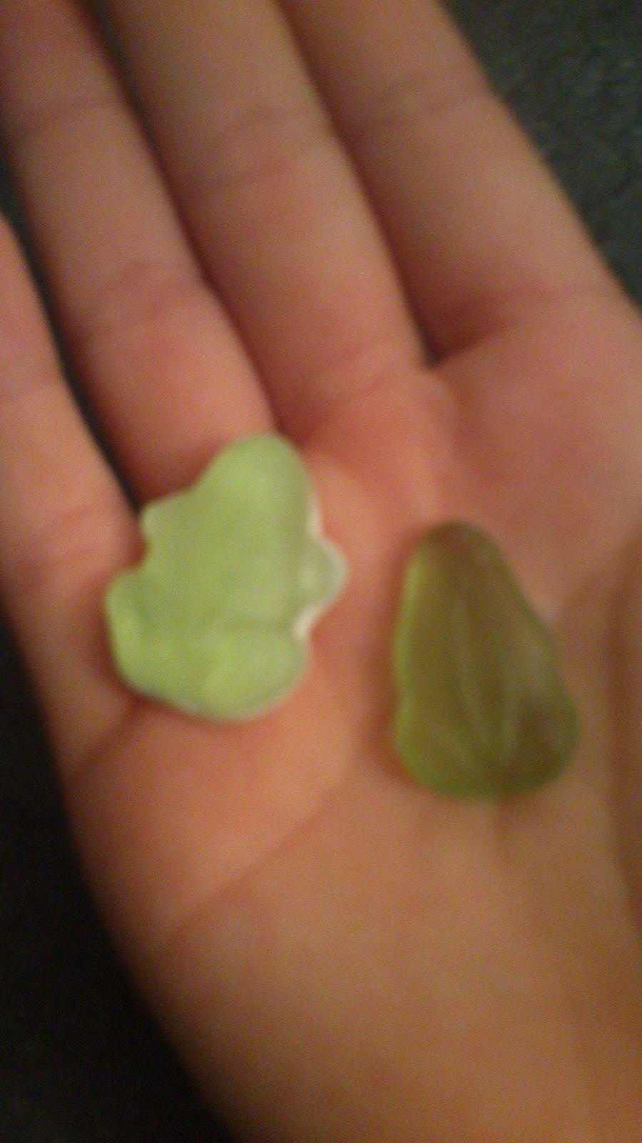 underligt mad  - til venstre en normal frø til højre den handicappede frø billede 7